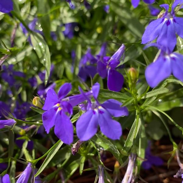 Lobelia Heatopia™ 'Dark Blue' from University of Georgia Trial Gardens