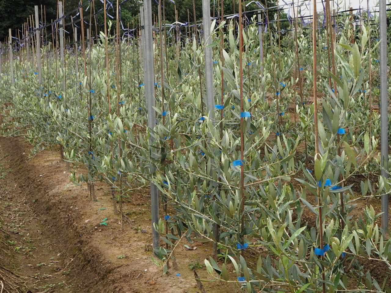 ジャンボカラマタ接ぎ木の現在 | 吉岡さん家のオリーブ園