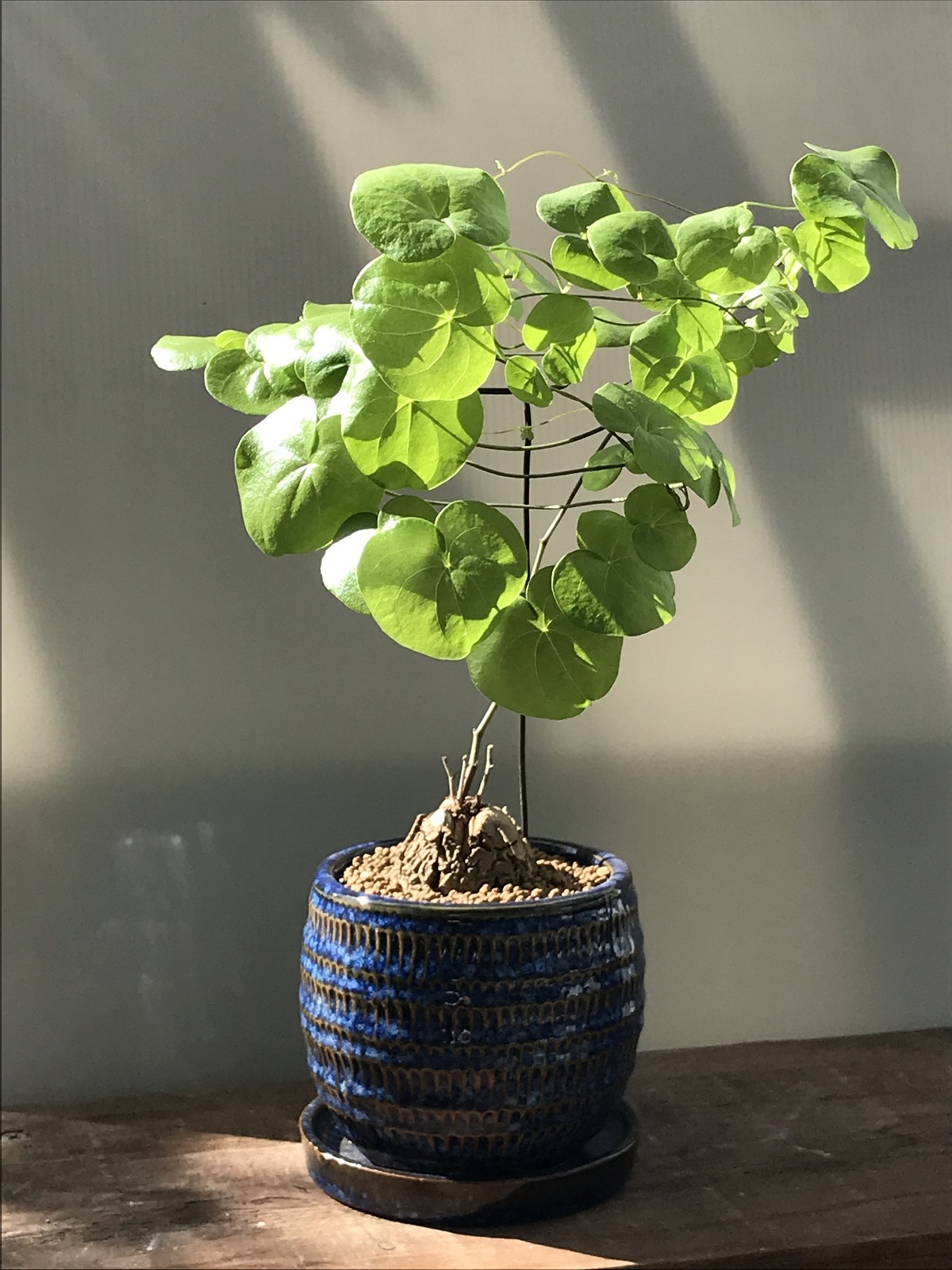 亀甲竜 - 雨読堂 -UDOKUDO- 観葉植物と鉢のオンラインショップ