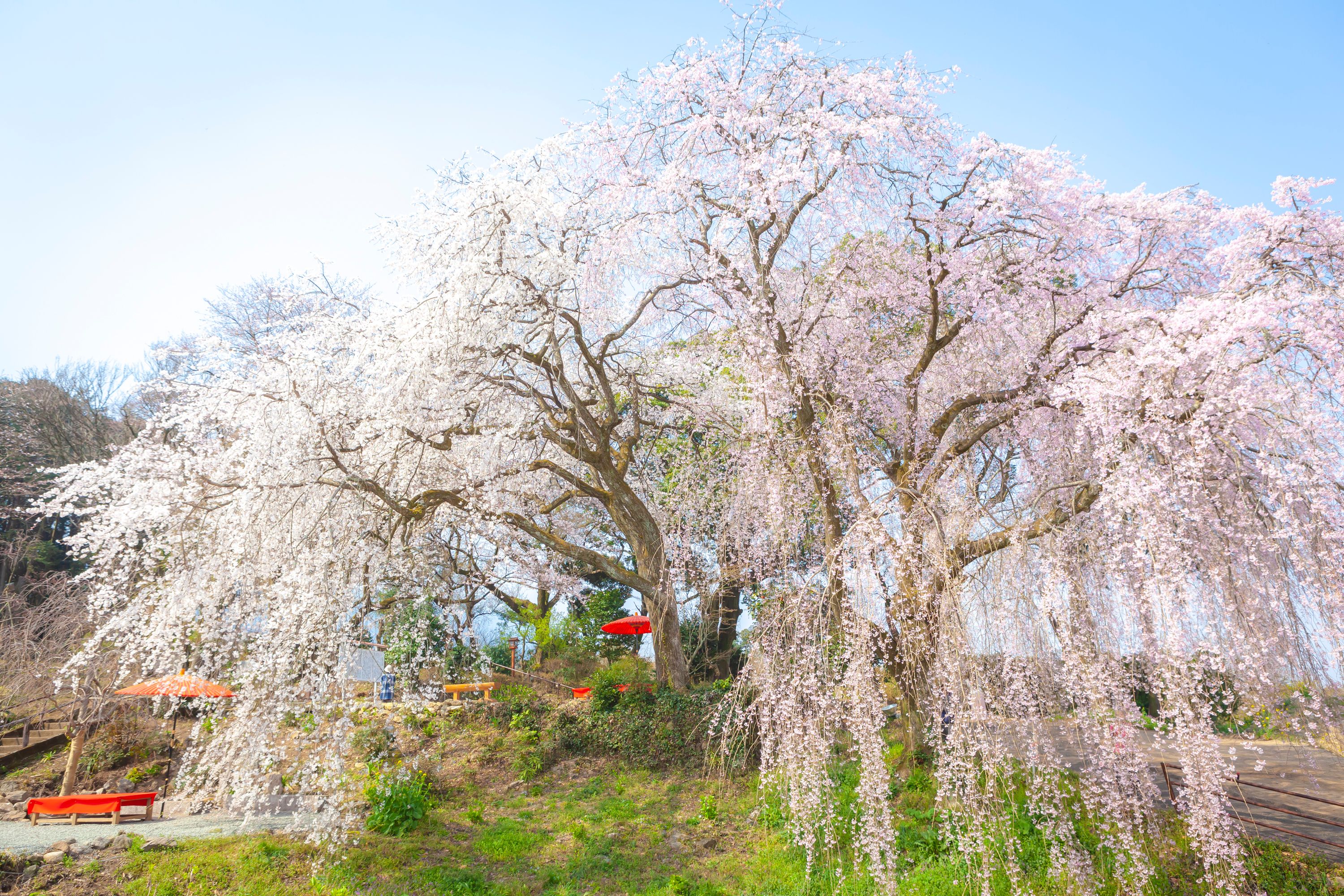 身延のしだれ桜』 | ukihalove.jp | うきは観光サイト : Enjoy your