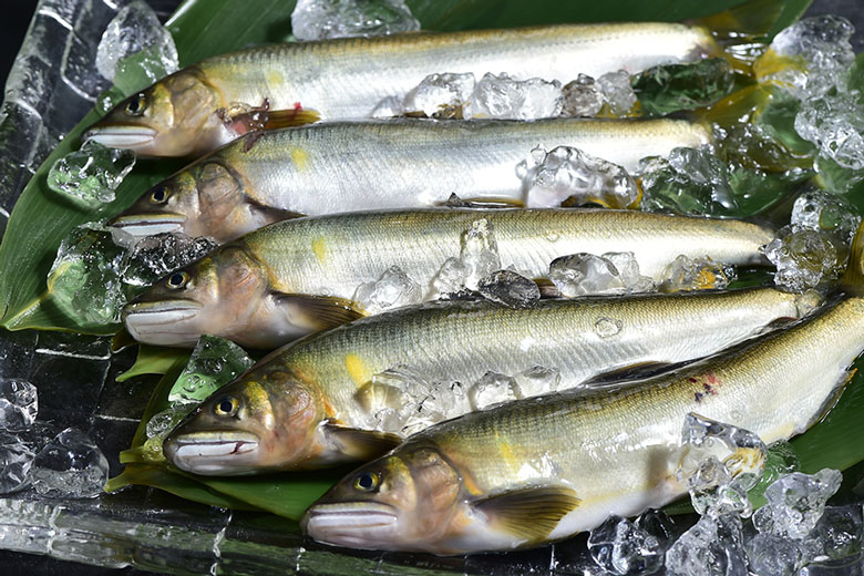 高津川 四万十川 姉川の天然鮎│海鮮のお取り寄せ通販｜うまいもん