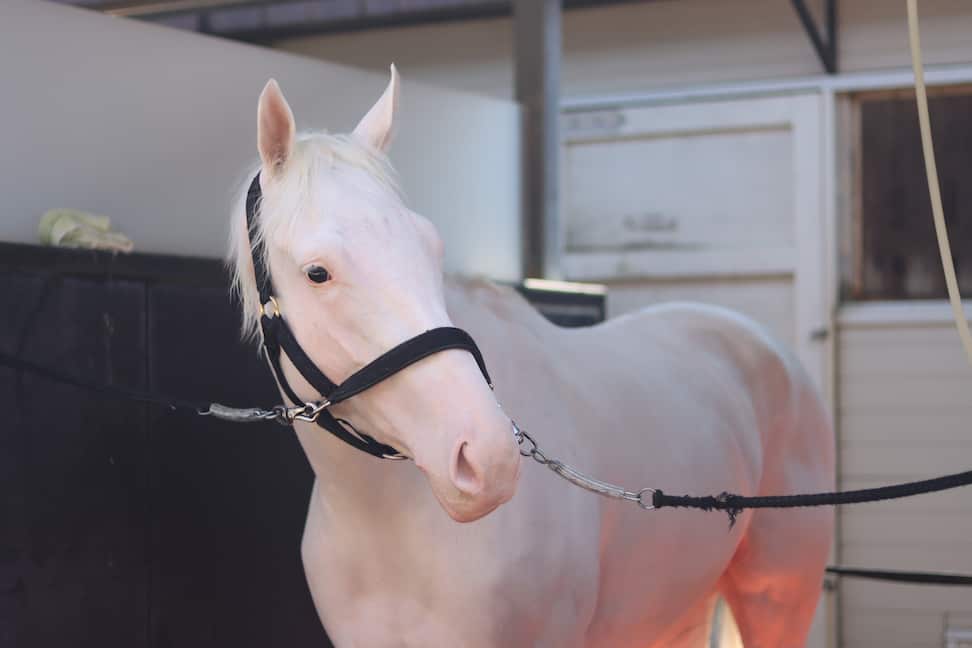 マルガ白毛新伝説へ！GⅠ3勝ソダシ半妹が武豊騎手とのコンビで12日函館