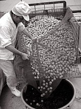 梅津酒造｜良熟梅の酒「野花」・梅の仁しぼり「花天神」