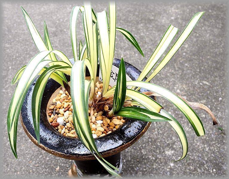 春蘭 日本春蘭 韓国春蘭 金閣宝No.1 日本春蘭 金閣宝 : 蘭万園日記