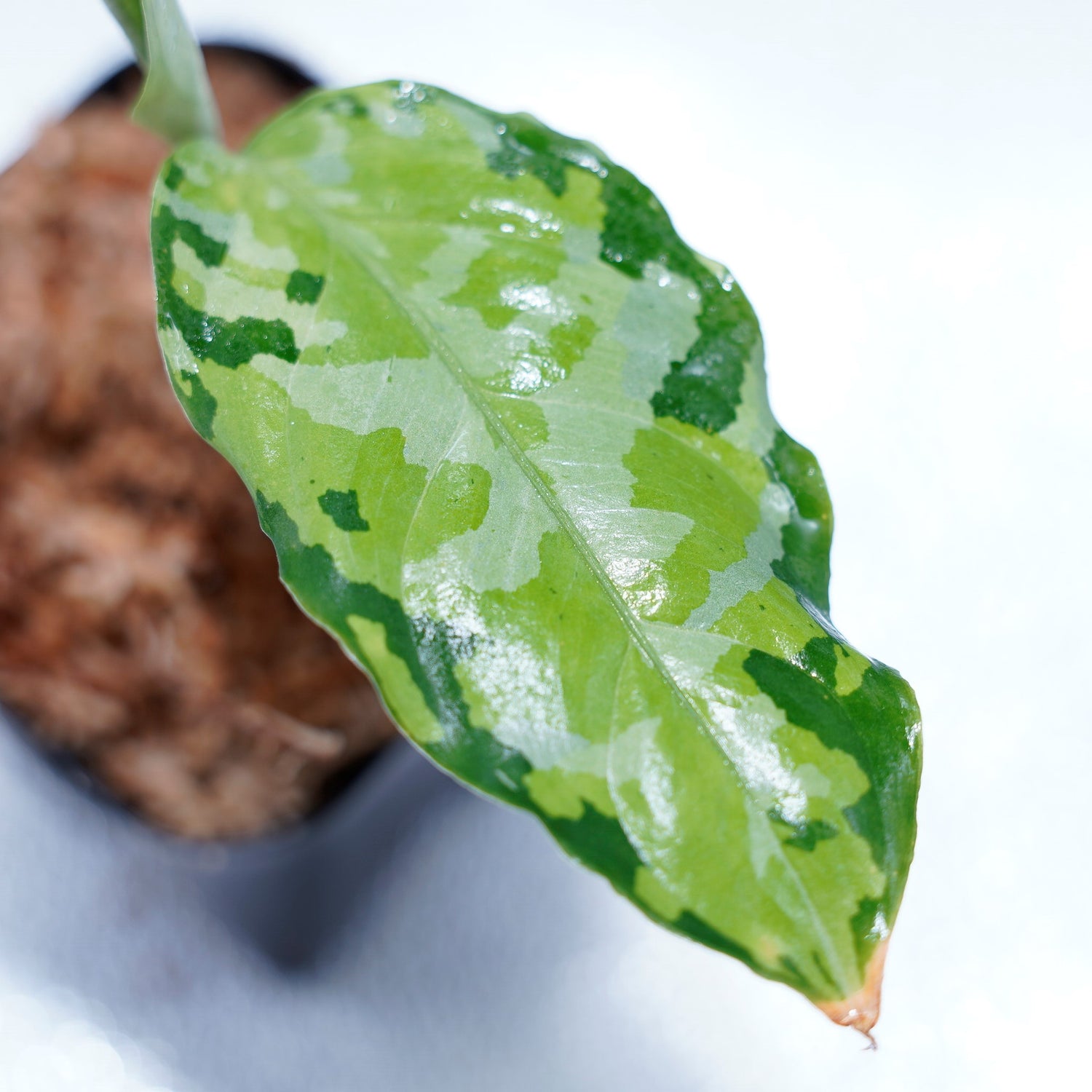 出射便＞Aglaonema Pictum Tricolor “Andaman” Port Blair – undried