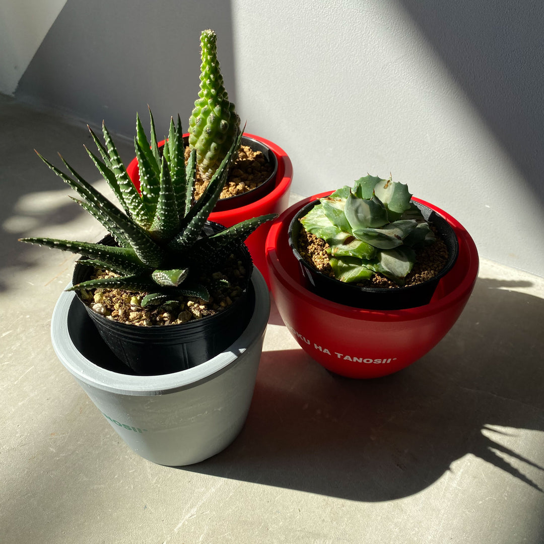 BOKU HA TANOSII × 青坊主 / プラスチック鉢- ウンコちゃんの家具屋