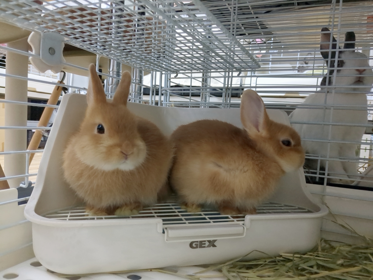 ジェックス株式会社様から規格外のフード・用品をご提供頂けることに