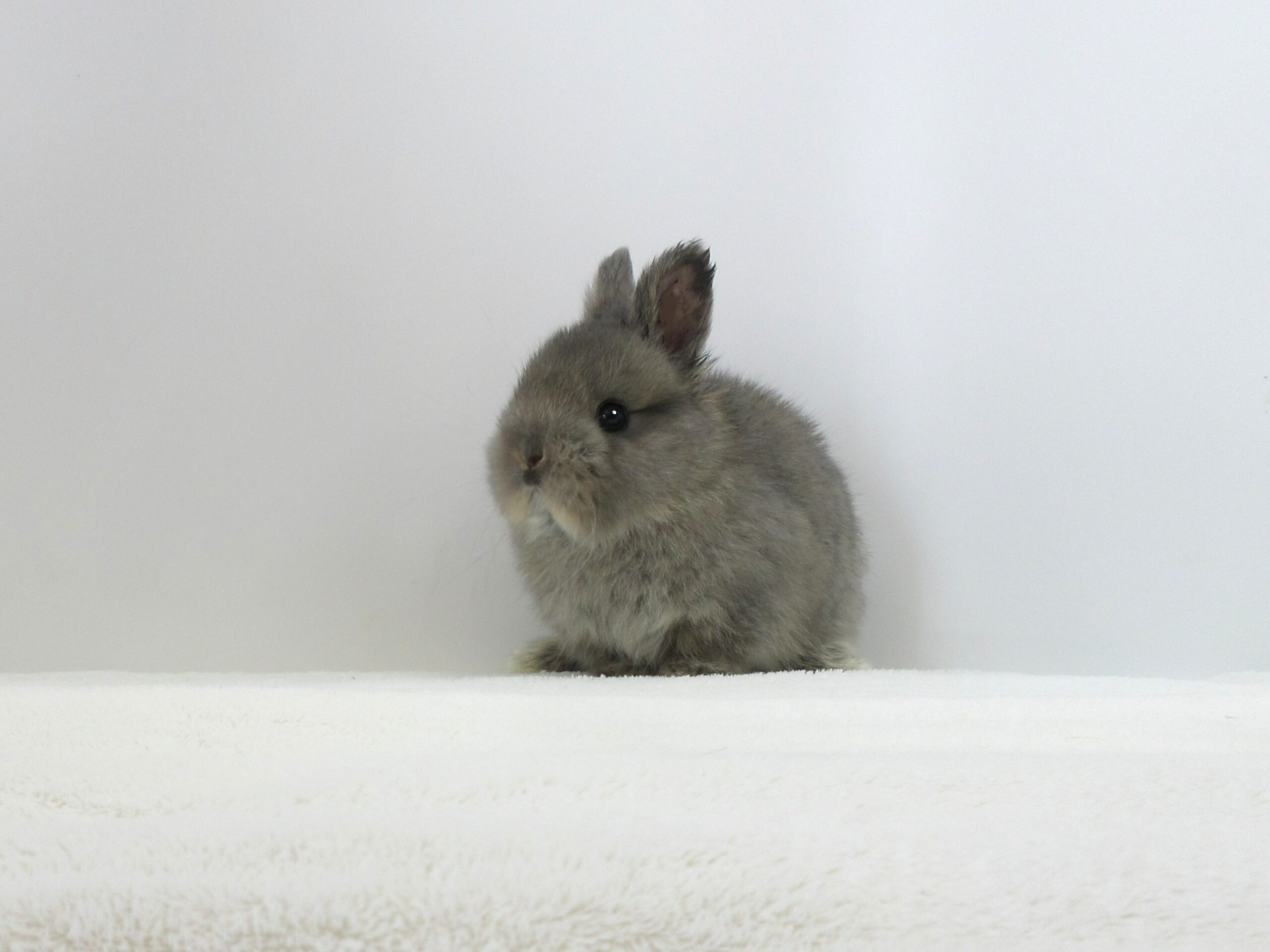 NDオパール6/18♀(1L) - 九州うさぎCLUB | 福岡市東区のネザーランド