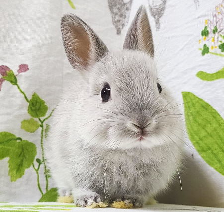 ネザーランドドワーフ A15 スクワーレル 女の子 うさぎ専門店 うさぎ舎