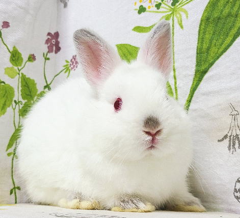 ネザーランドドワーフ A32 ヒマラヤン 男の子 うさぎ専門店 うさぎ舎