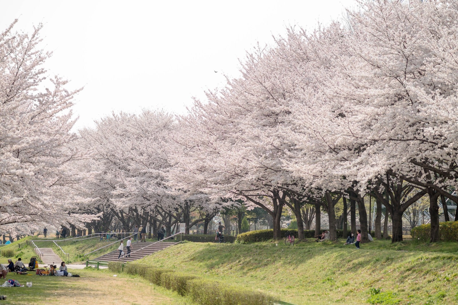 満開の桜並木の下でお花見を楽しむ人々と春の風景 - ぱくたそ