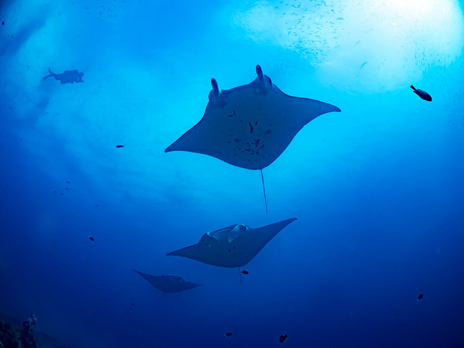 青い海中を泳ぐマンタの魚群 - ぱくたそ