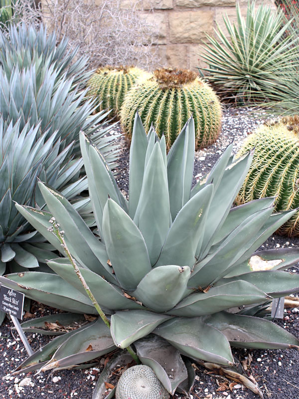 XL Gray Sharkskin Agave (agave ferdinandi x scabra) – Urban Xeriscape