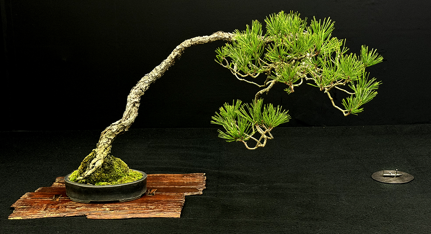 The 2025 45th Edition of the Japan Bonsai Taikan Exhibition