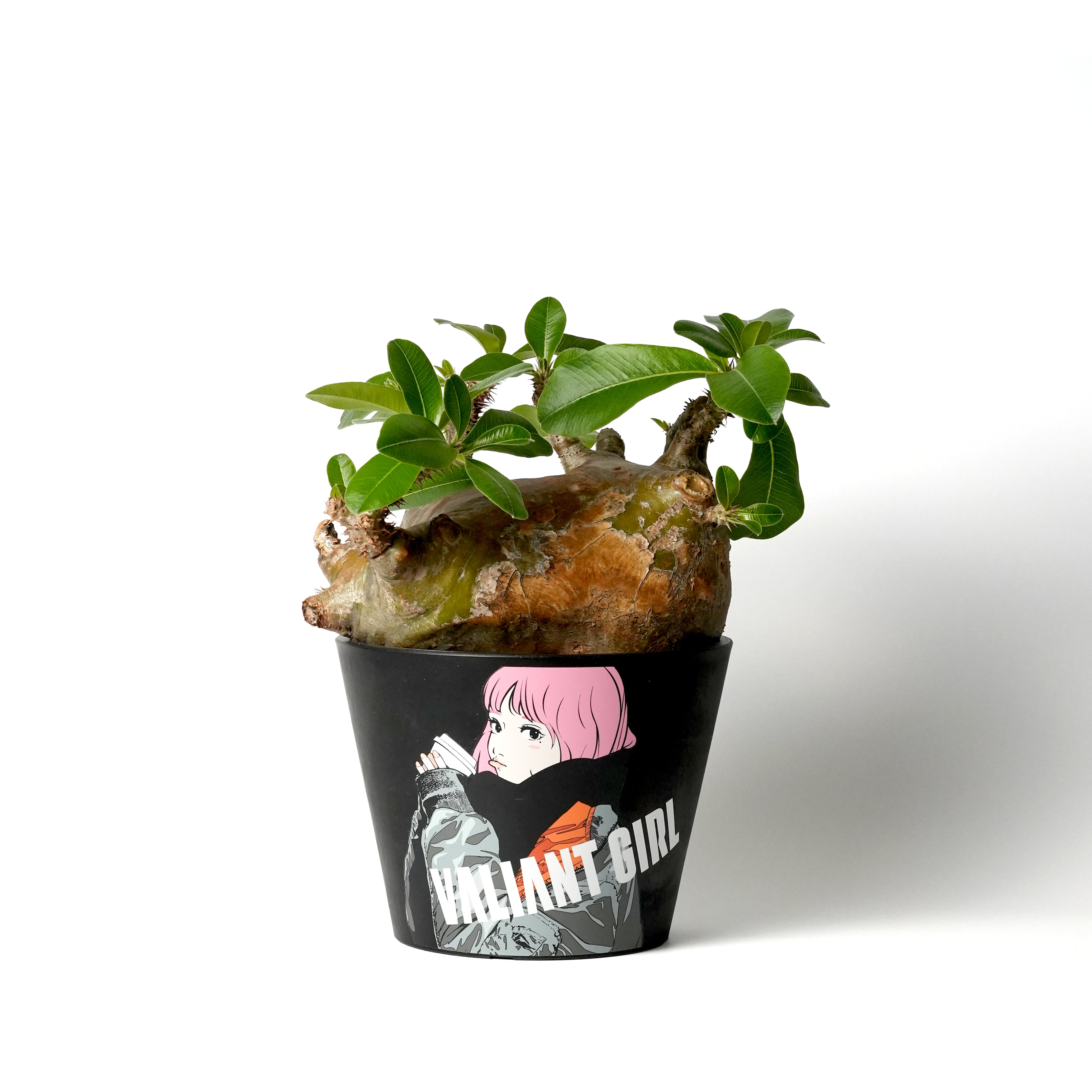 Pachypodium makayense - パキポディウム・マカイエンセ – VALIANT