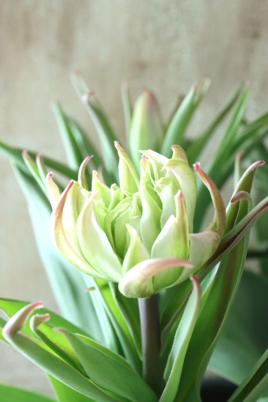 芽出し球根 変わり咲きチューリップ 