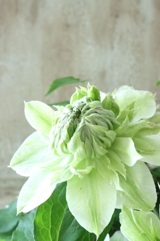 八重咲きクレマチス 