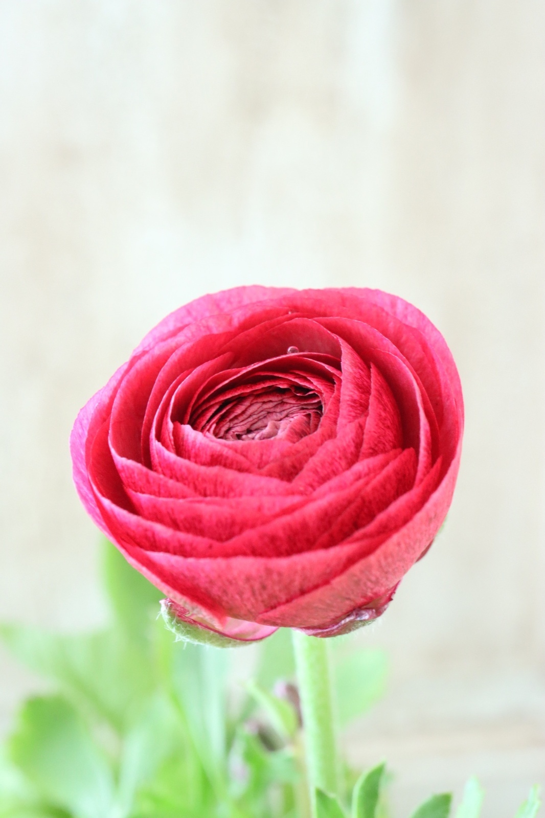 うえたさんのラナンキュラス 