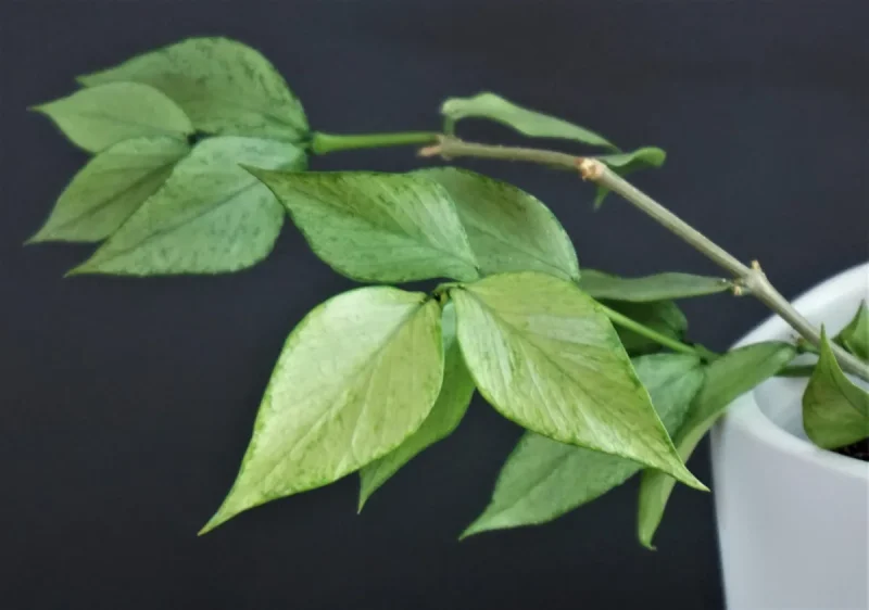 Hoya polyneura Broget silver - VioletViol - Home Garden: 1850+