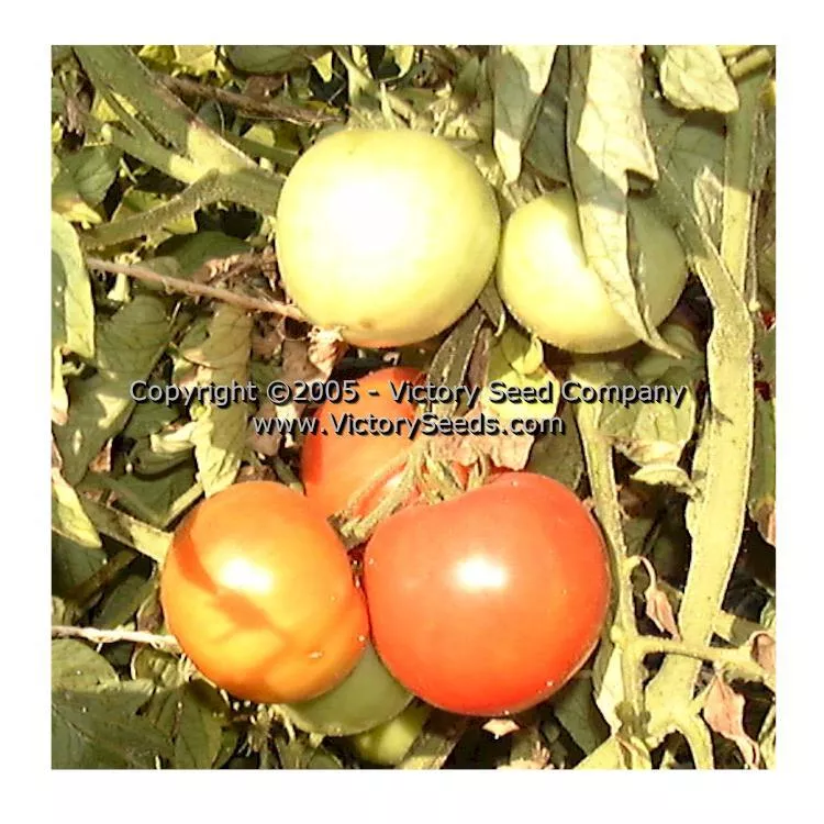 Heinz VF Tomato - Victory Seed Company