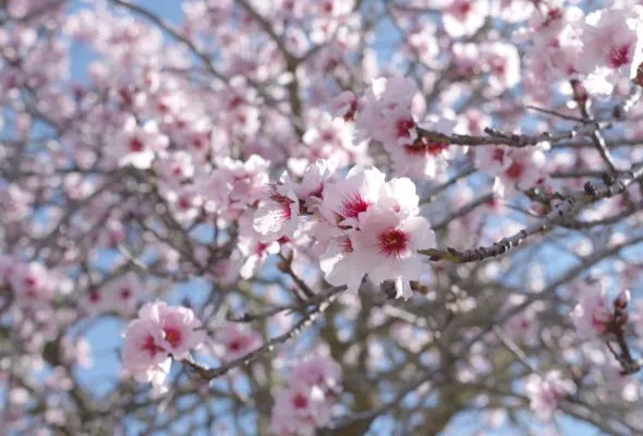 なぜ”アーモンドの木”を植樹するのか/e-awaji – e-Awaji Islander