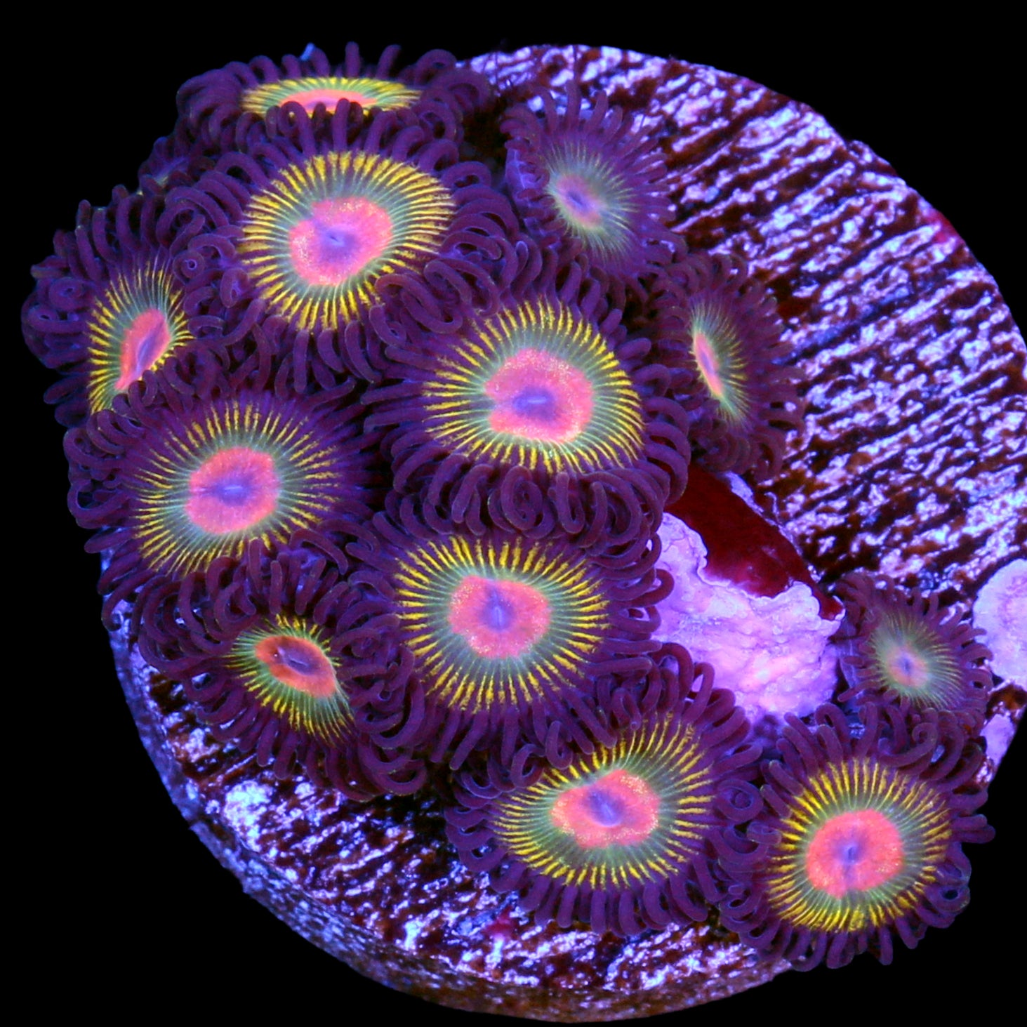 Blue Hornet Zoanthids | Buy Live Coral for Sale - Vivid Aquariums