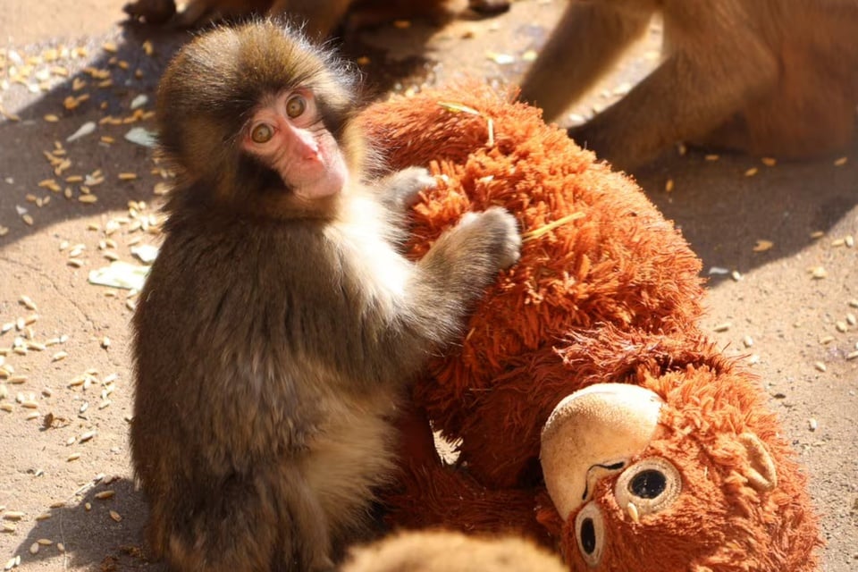 母親に捨てられた赤ちゃん猿を見るために、日本の動物園に訪問者が