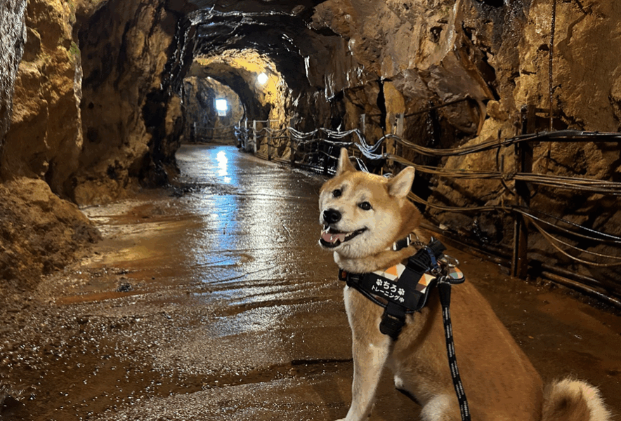 兵庫/朝来市】生野銀山「わんこと夏おすすめ！冷やっと13℃の快適お