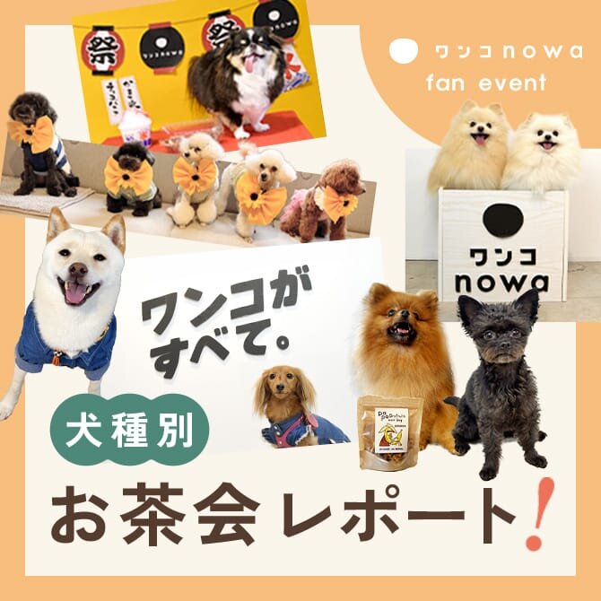 わんこnowa 6月ファンイベント】犬種別お茶会レポート。新しいワンコ