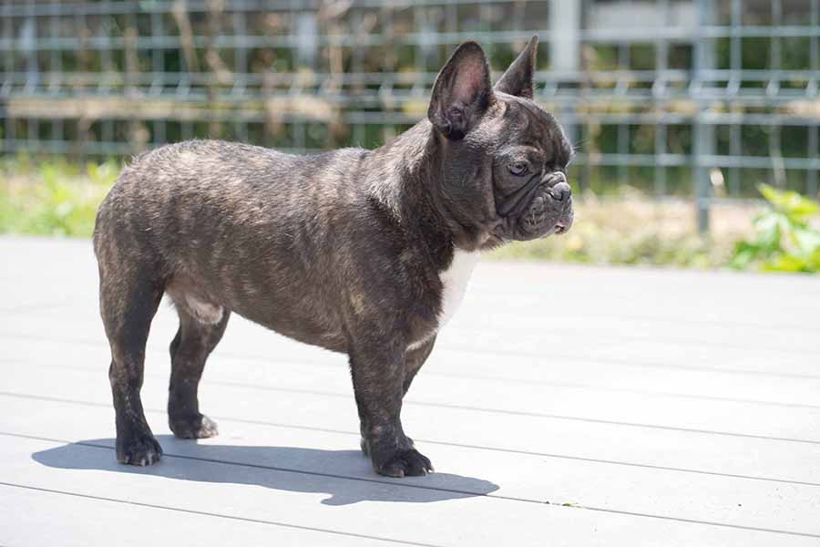 FR20221208m2【フレンチブルドッグ】詳細｜WANLINE