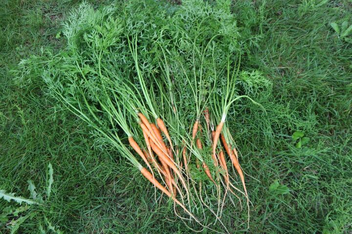決定版】人参葉のレシピいろいろ＆保存方法を紹介します♪ | 菅野のな