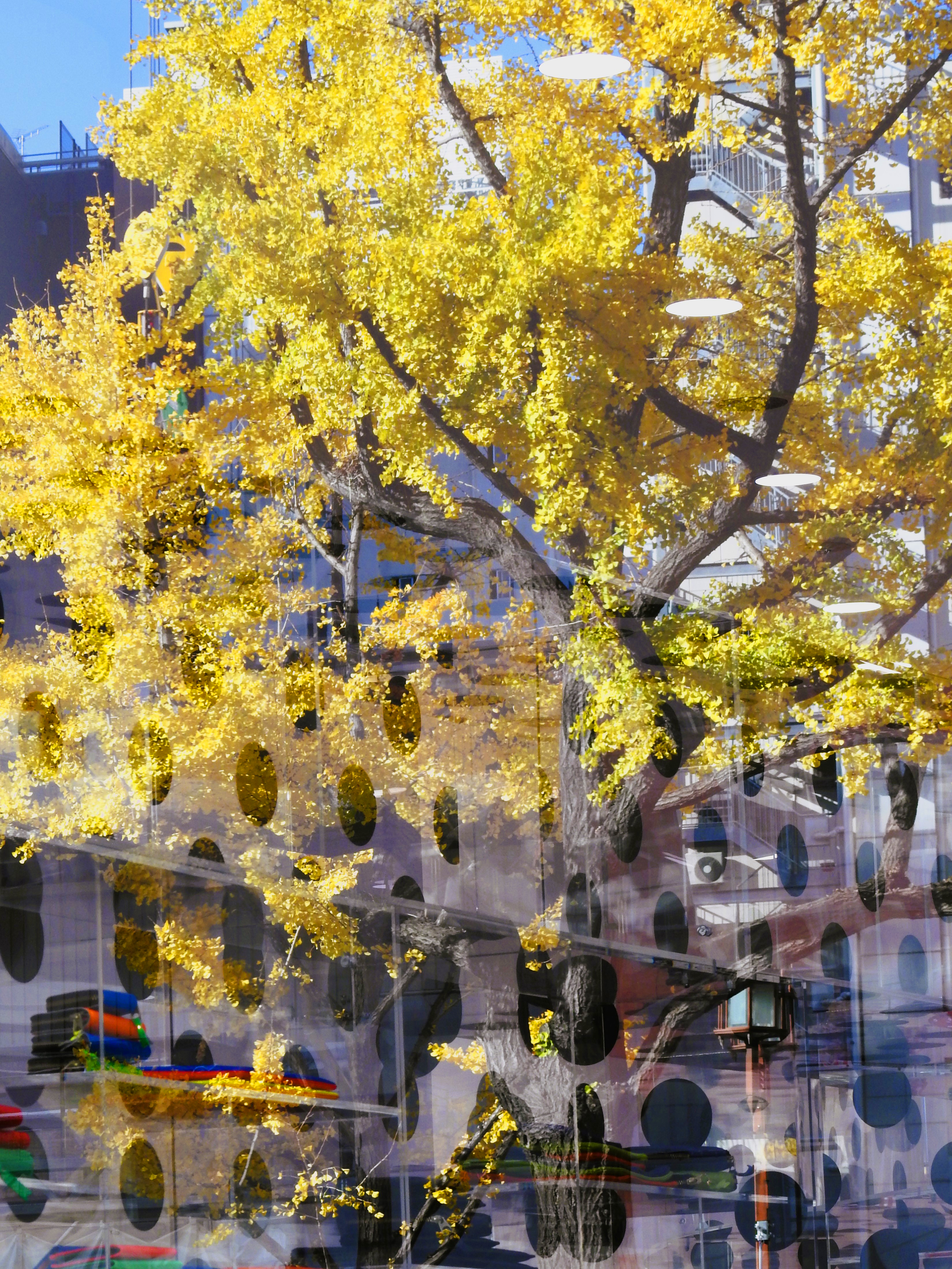 大阪御堂筋のイチョウ並木 | wakasa15thfd