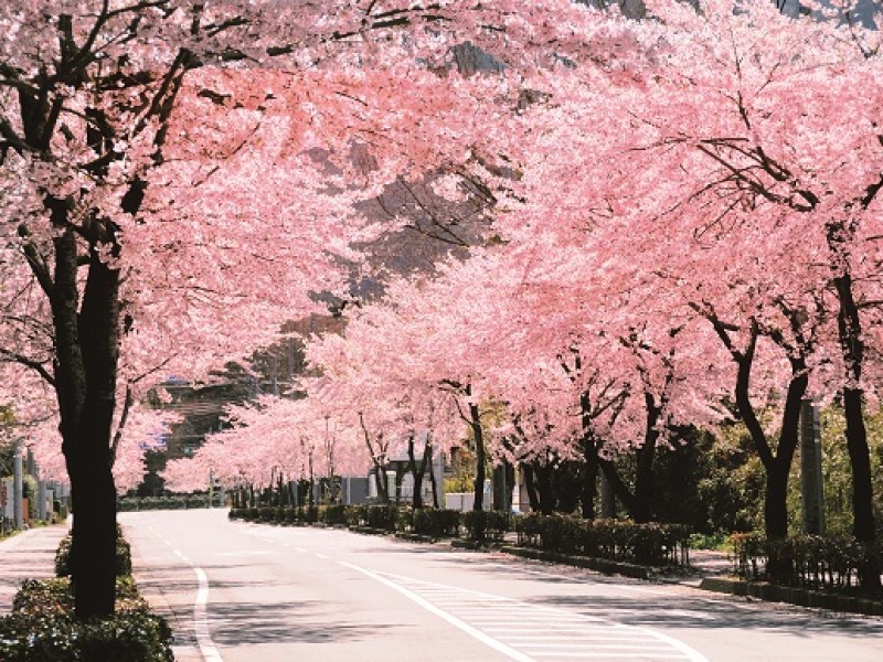 御殿場桜まつり】雄大な富士山と美しいサクラ満喫 - テレしずWasabee