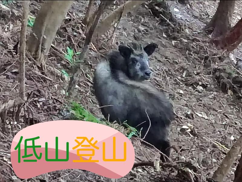 島田×掛川・八高山】市内の最高峰で特別天然記念物の動物に出会う