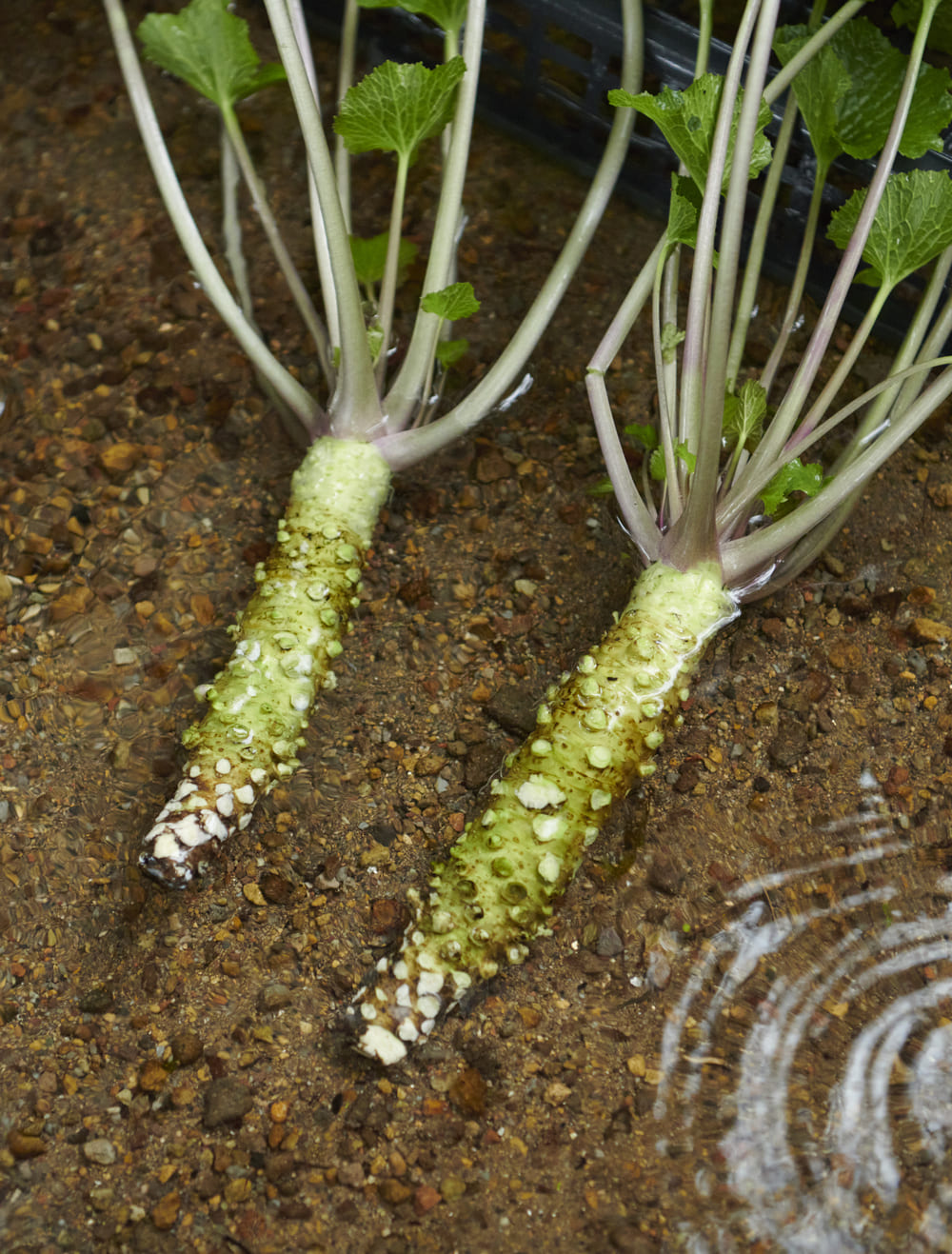静岡・伊豆のチャレンジングな農家『わさびのマルキチ』のワサビ ｜ WA