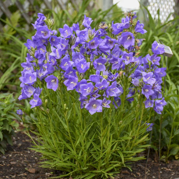 Campanula persicifolia Takion Series-Blue | Walters Gardens, Inc.