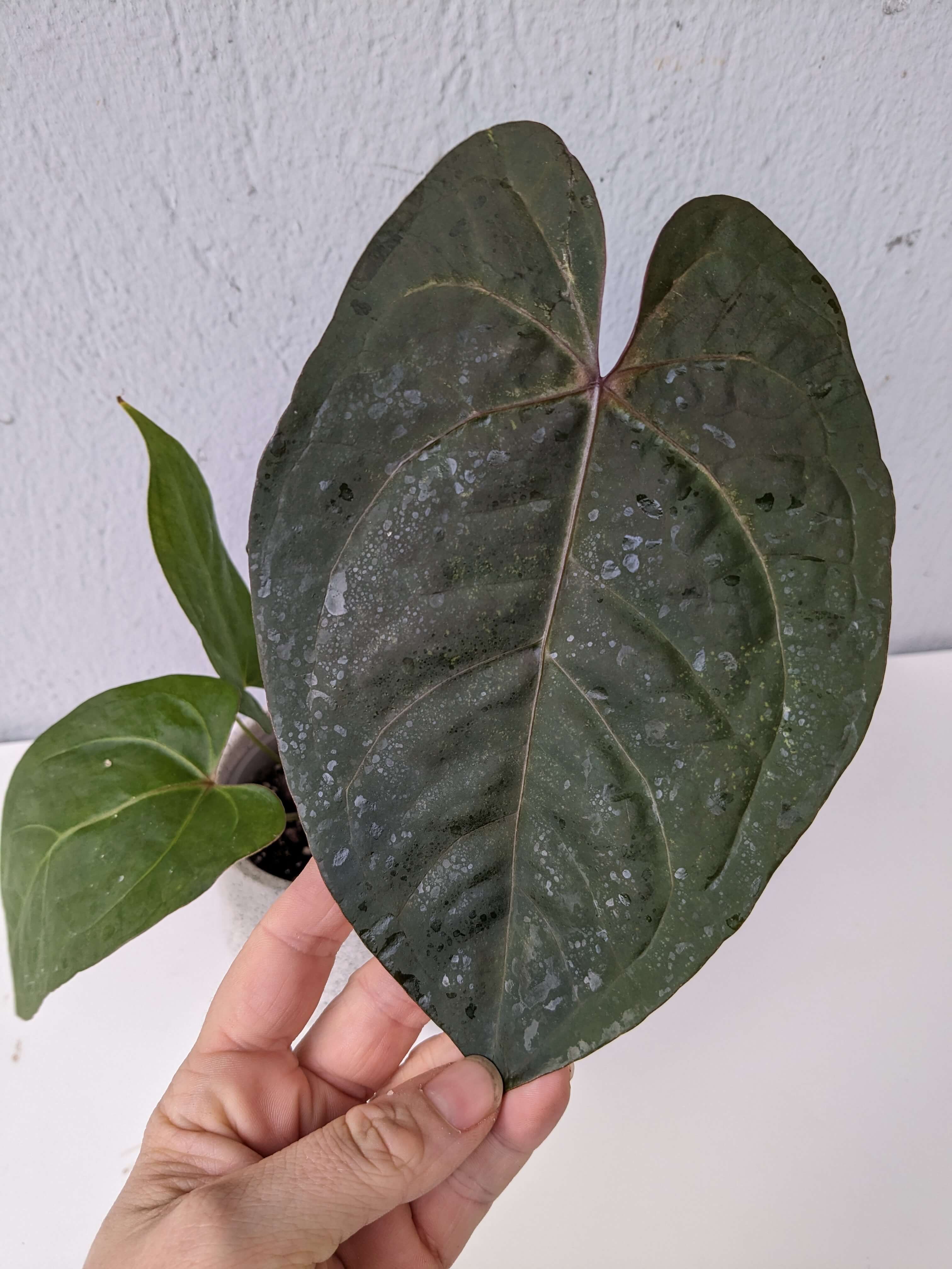 Anthurium papillilaminum X1 x portillae indo dark - A | Anthurium