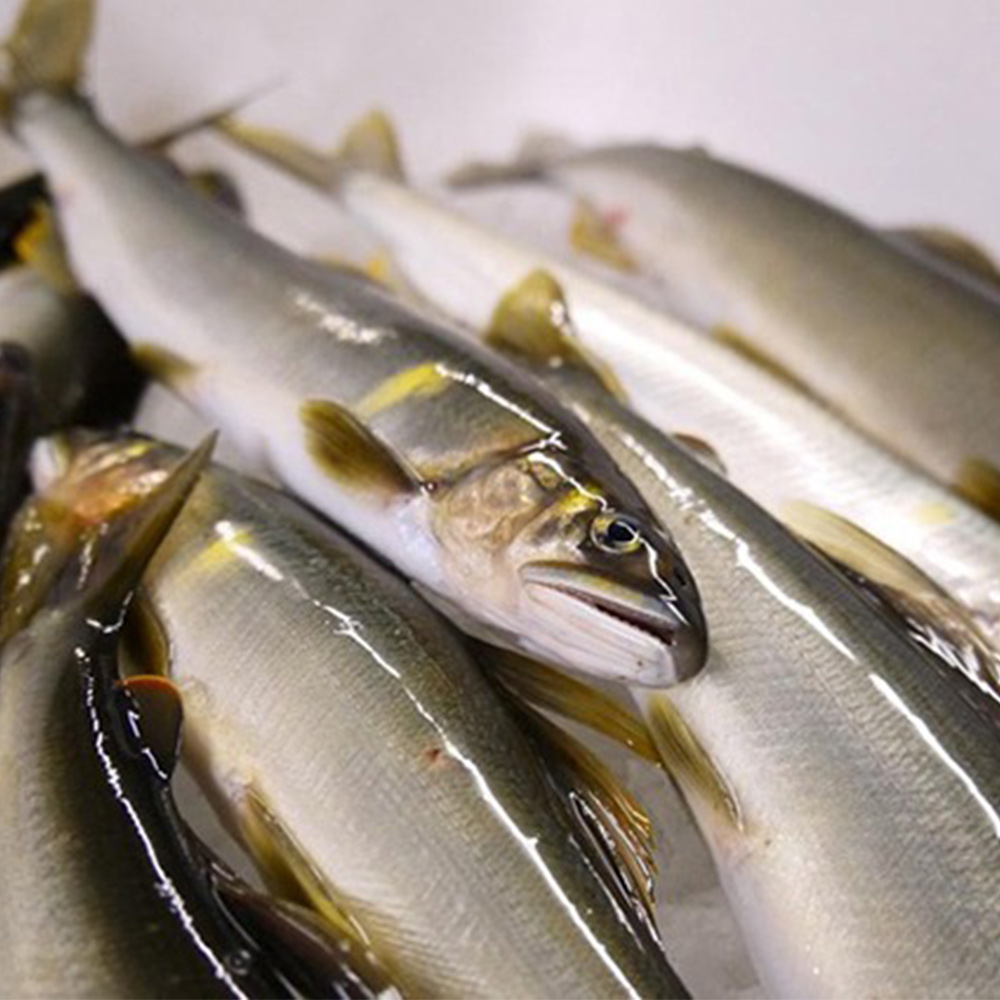 モンベル ｜ オンラインストア ｜ 四万十川の天然鮎 1kg