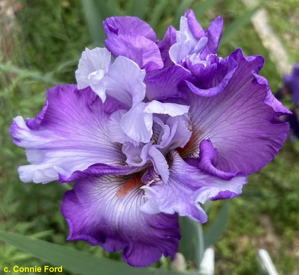 TbFullDisclosure < TbFthruJ < Iris Wiki