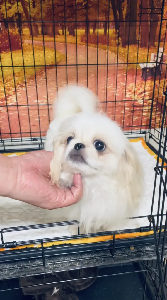 ペキニーズ クリームパーティ | ワイルドエイト犬舎