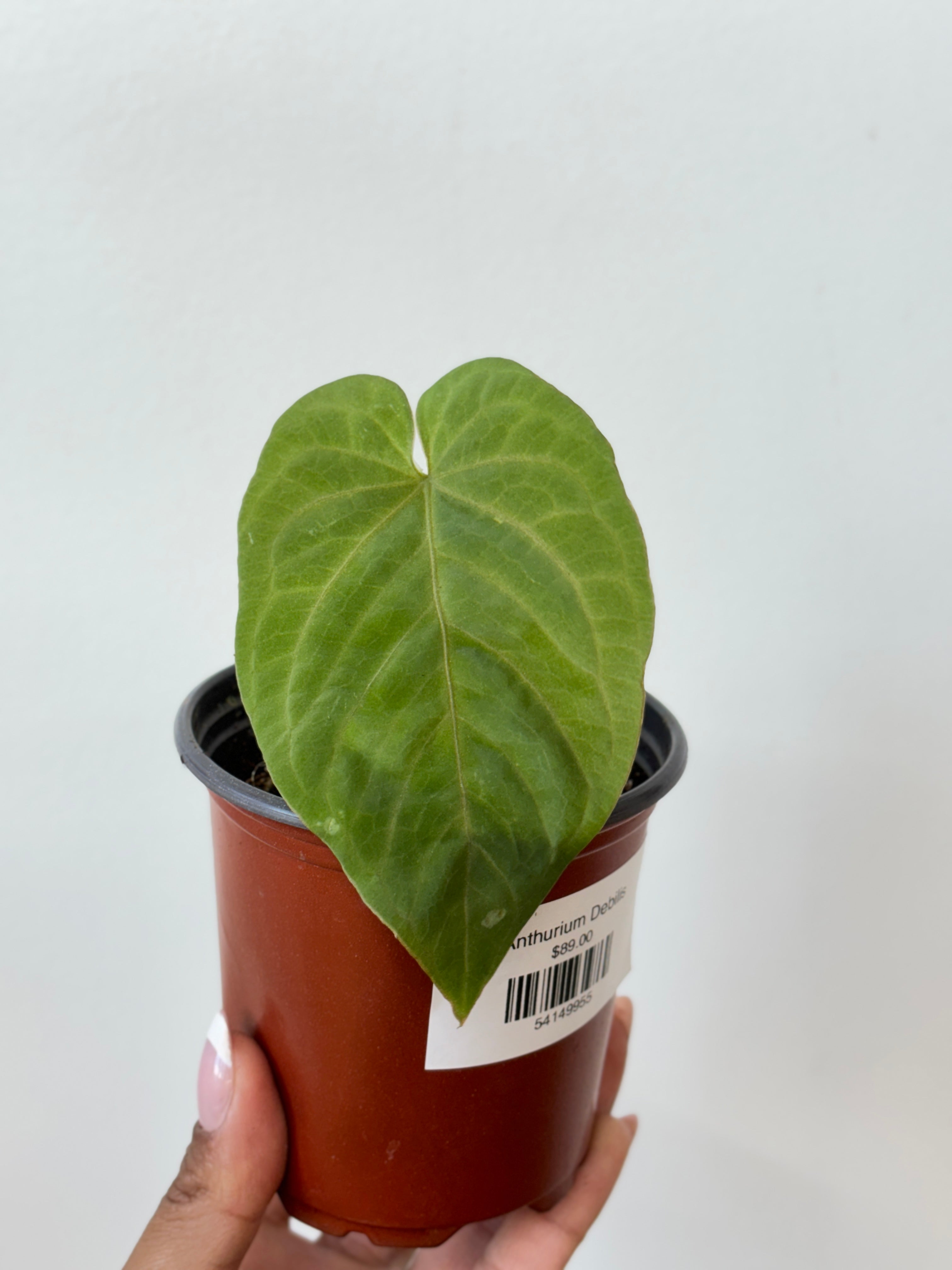 Anthurium Debilis – Wilderly