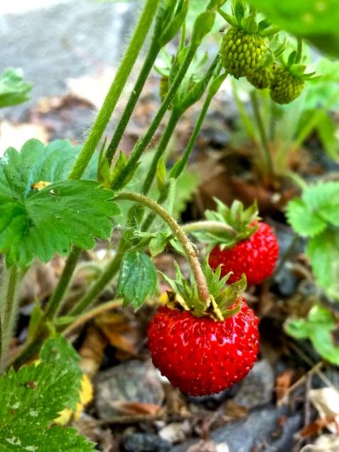 Strawberry, Wild - Wildfoods 4 Wildlife