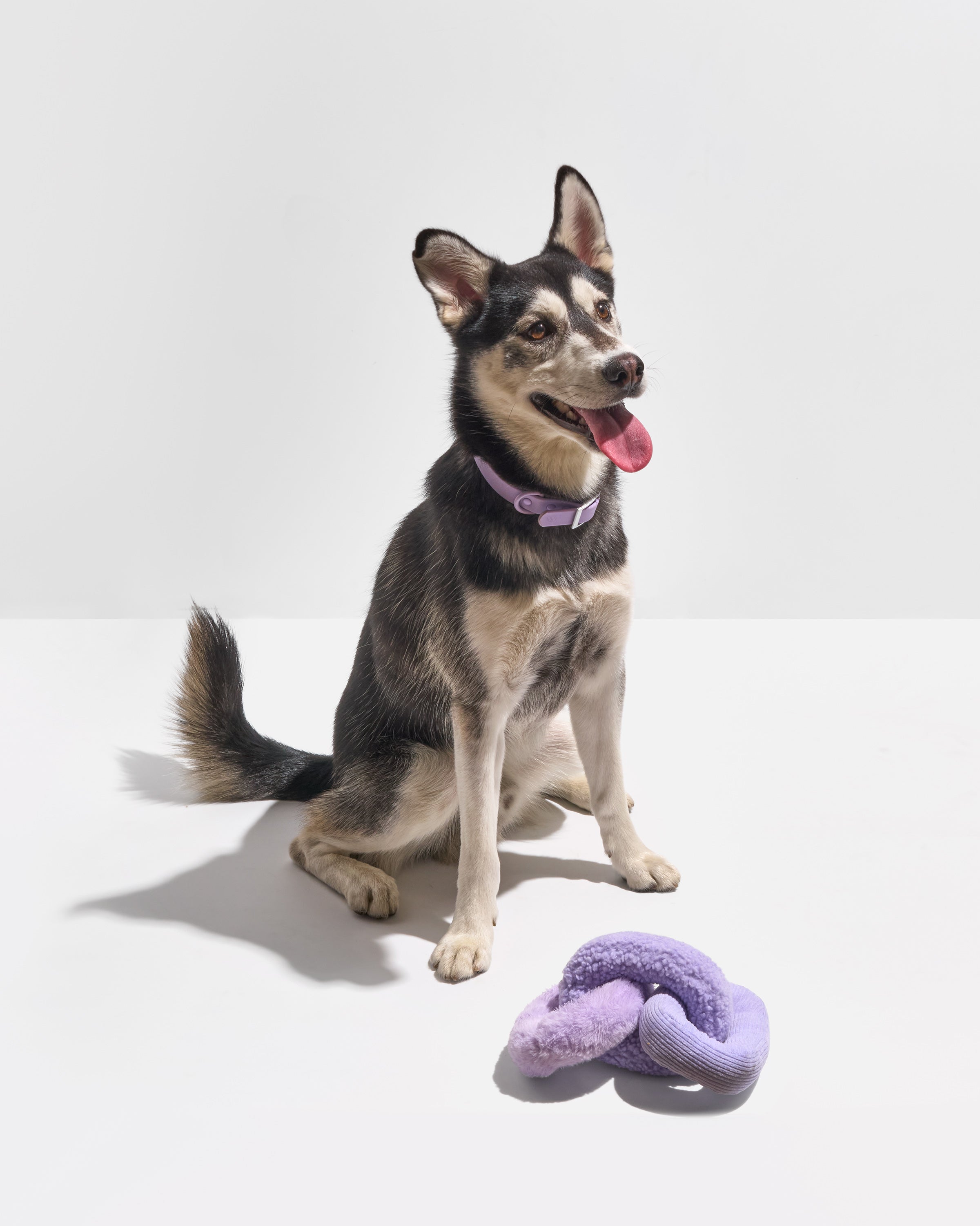 Chew Chain Dog Toy | Wild One