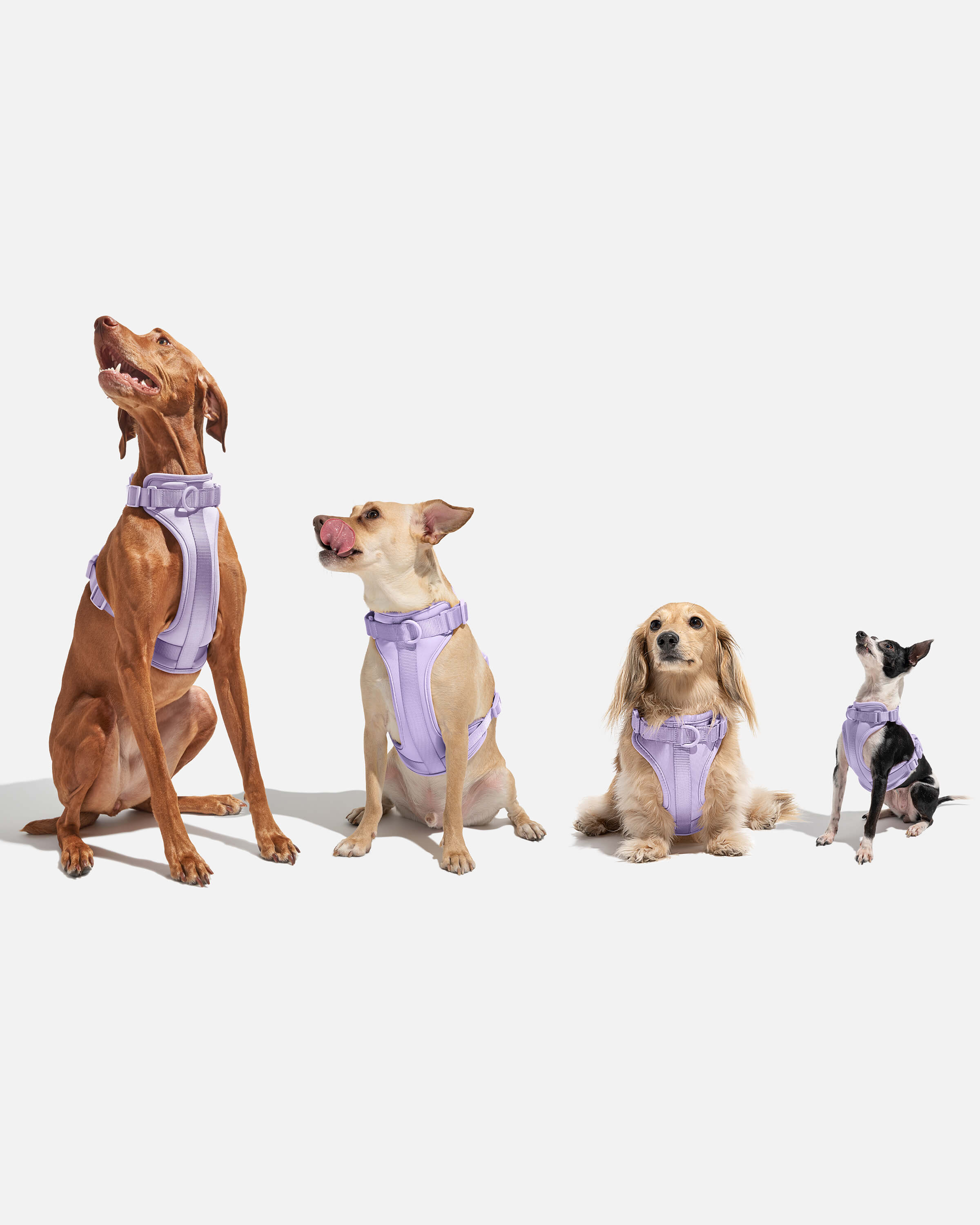 Classic Cushioned Dog Harness, Everyday Comfort Dog Harness | Wild One