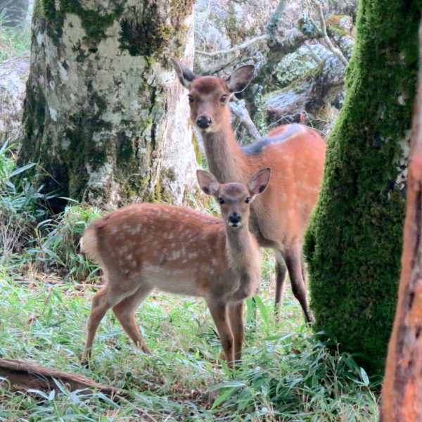 ニホンジカ 学名：Cervus nippon｜野生生物共有図鑑