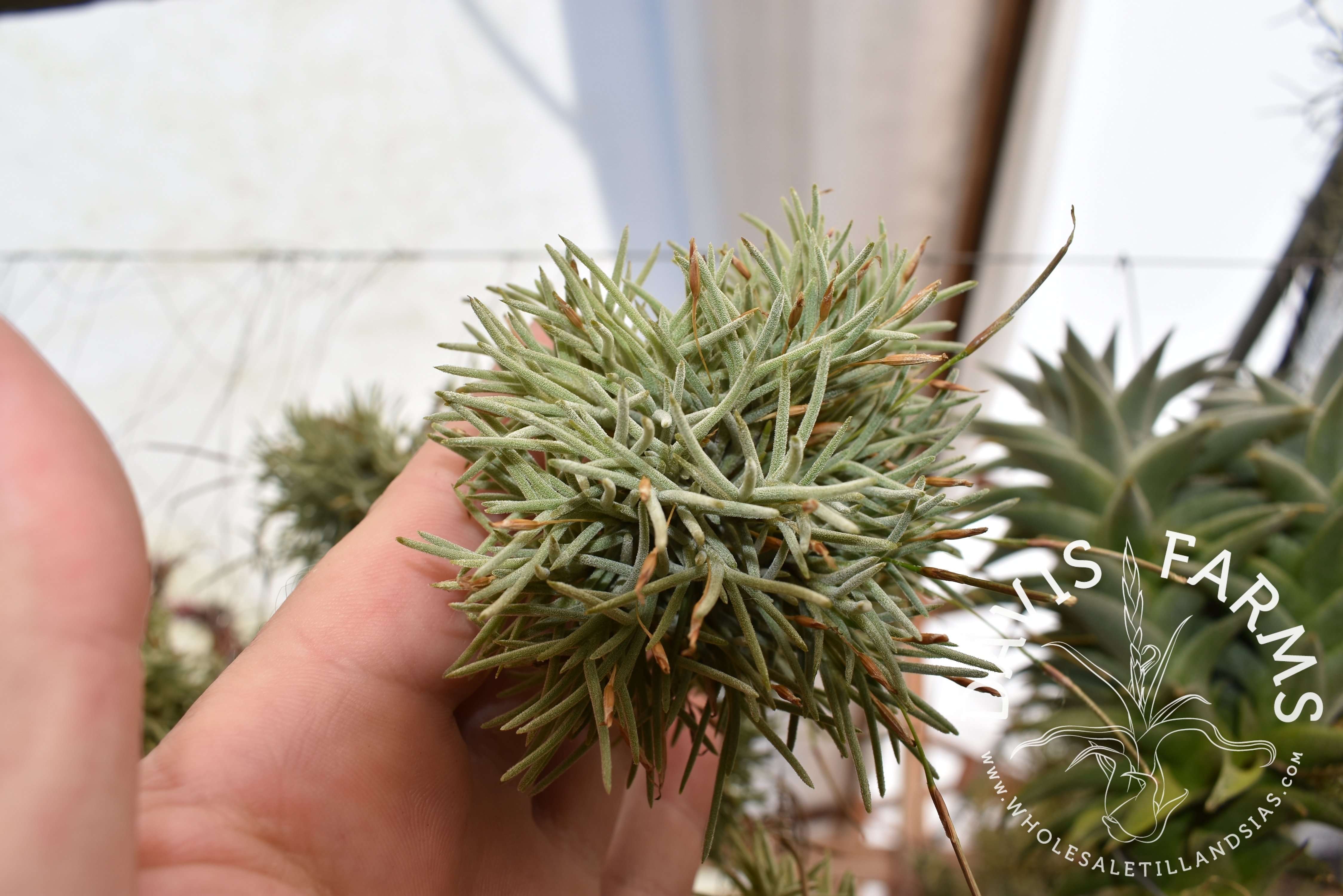 Tillandsia capillaris Type 4 Clumps - Davis Farms Wholesale