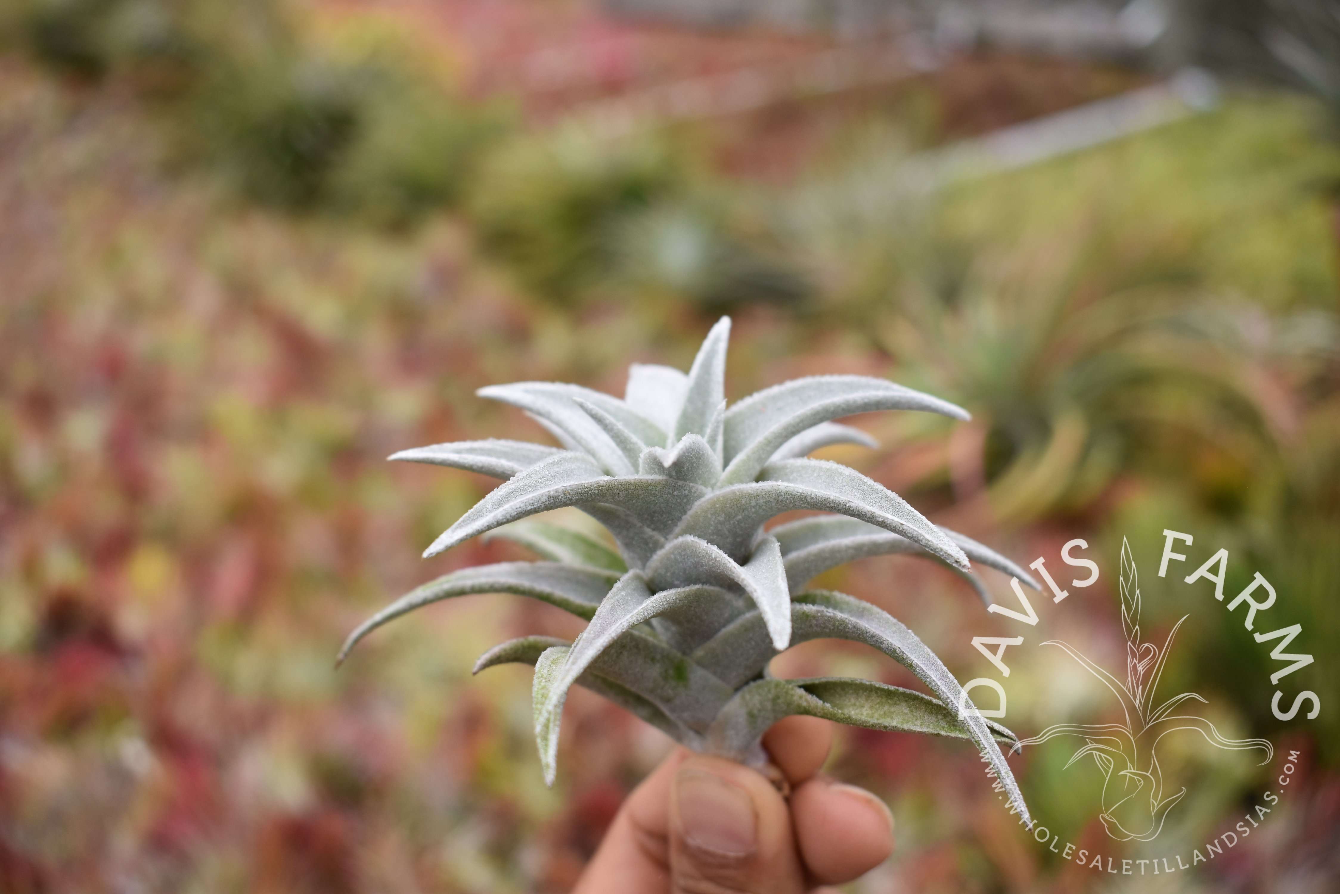 Tillandsia edithae, Silver form - Davis Farms Wholesale Tillandsias