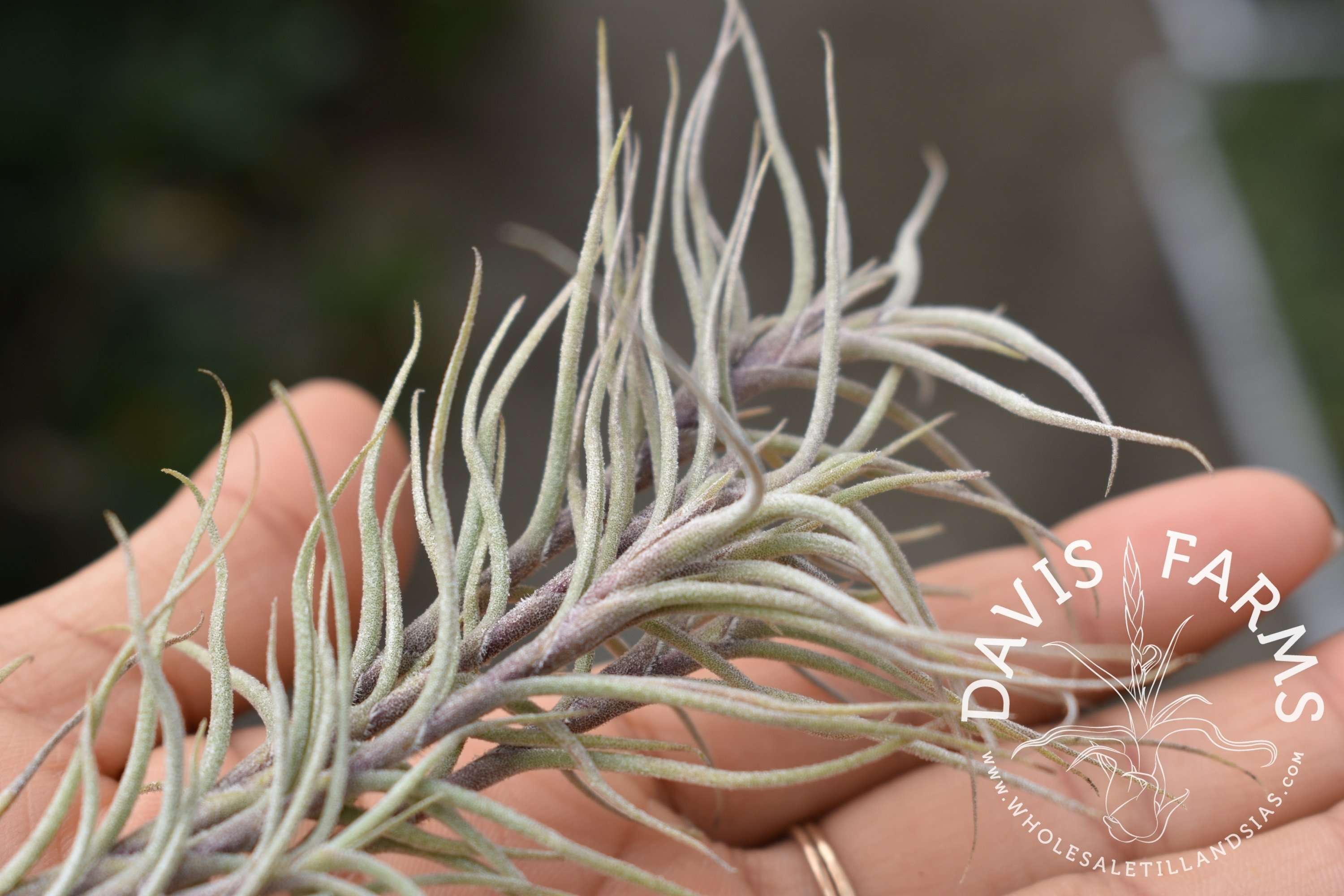 Tillandsia capillaris Type 1 Clumps - Davis Farms Wholesale