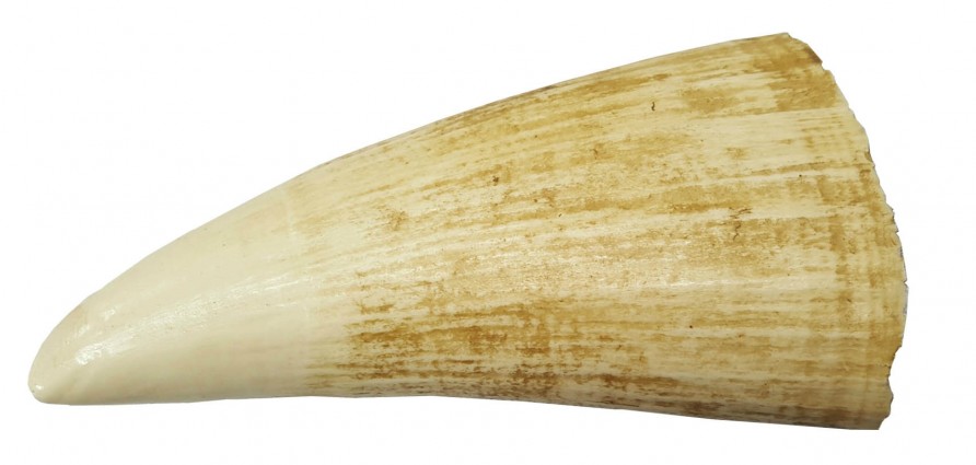 マッコウクジラについて