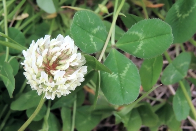 シロツメクサの花言葉は「復讐」……？ 幸運のクローバーのはずがなぜ